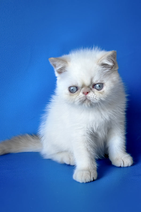 Rico | Exotic Shorthair Kitten