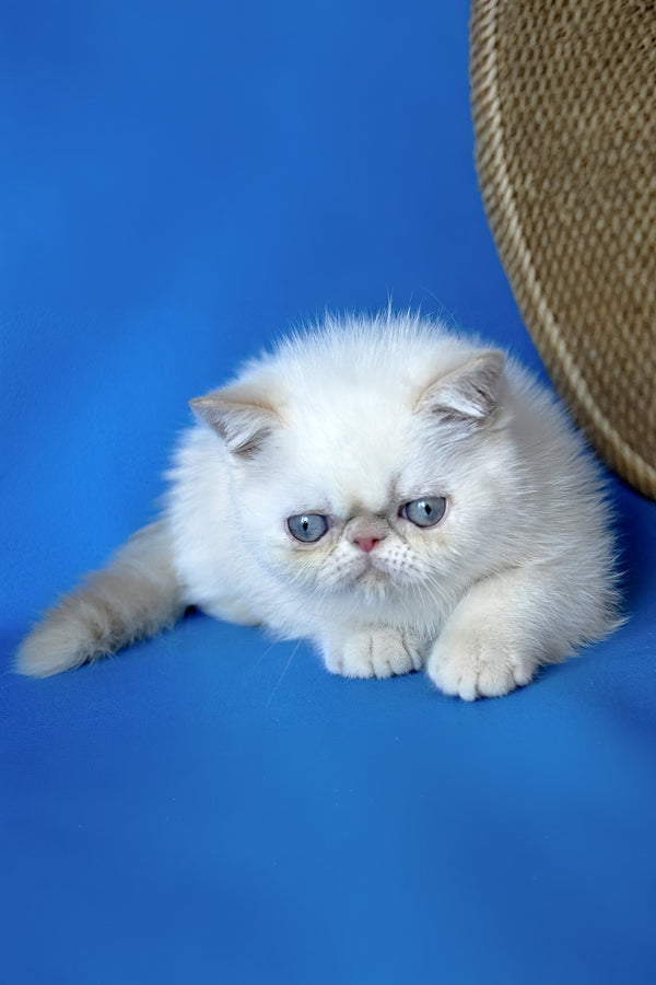Rico | Exotic Shorthair Kitten