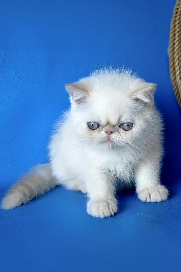Rico | Exotic Shorthair Kitten