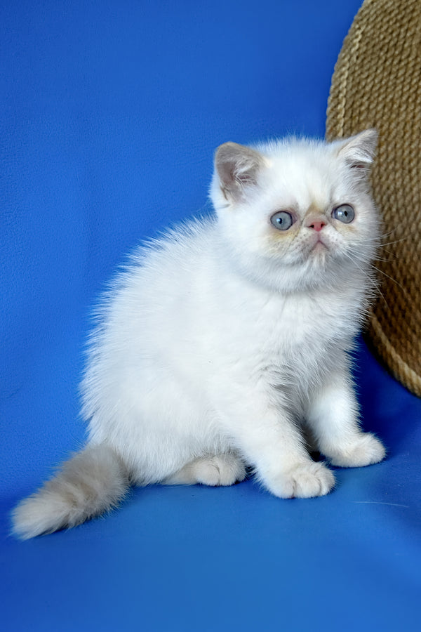 Rico | Exotic Shorthair Kitten