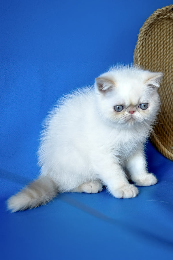 Rico | Exotic Shorthair Kitten