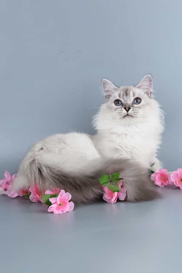 Valencia | Munchkin Kitten