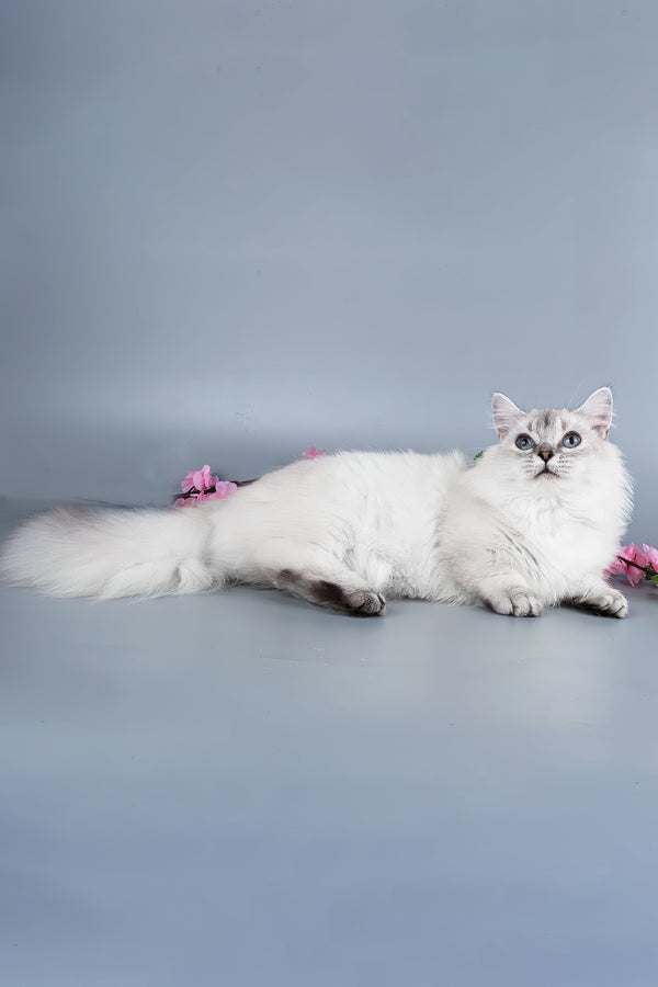 Valencia | Munchkin Kitten