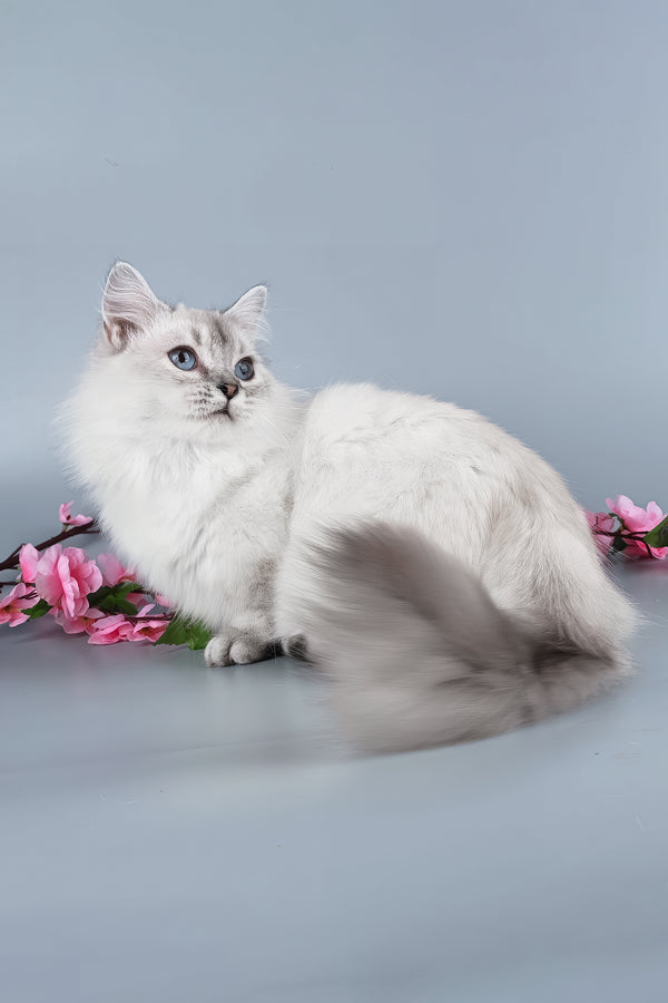 Valencia | Munchkin Kitten