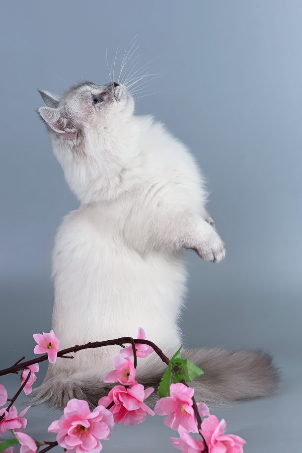 Valencia | Munchkin Kitten