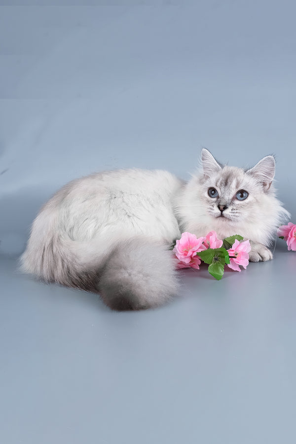 Valencia | Munchkin Kitten