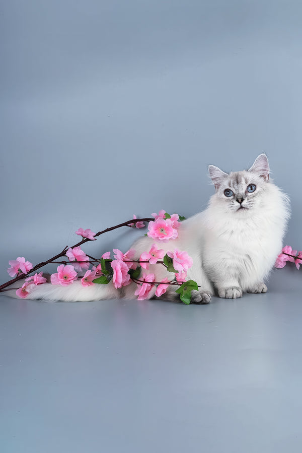 Valencia | Munchkin Kitten
