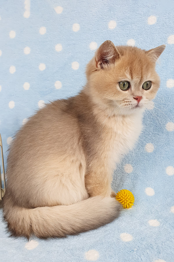Rick | British Shorthair Kitten