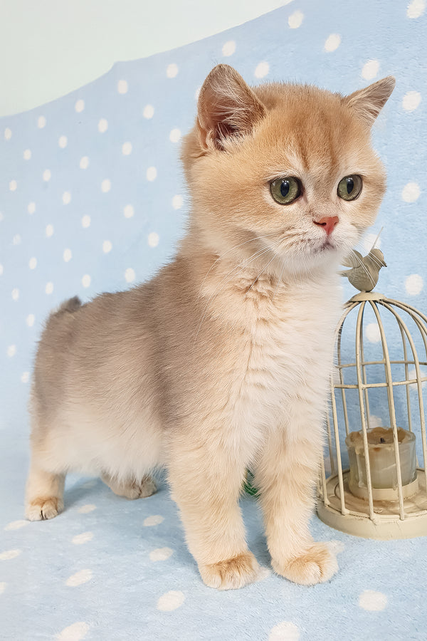 Rick | British Shorthair Kitten