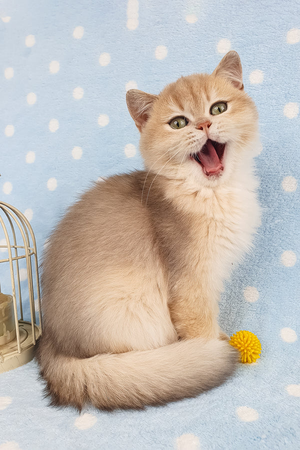 Rick | British Shorthair Kitten