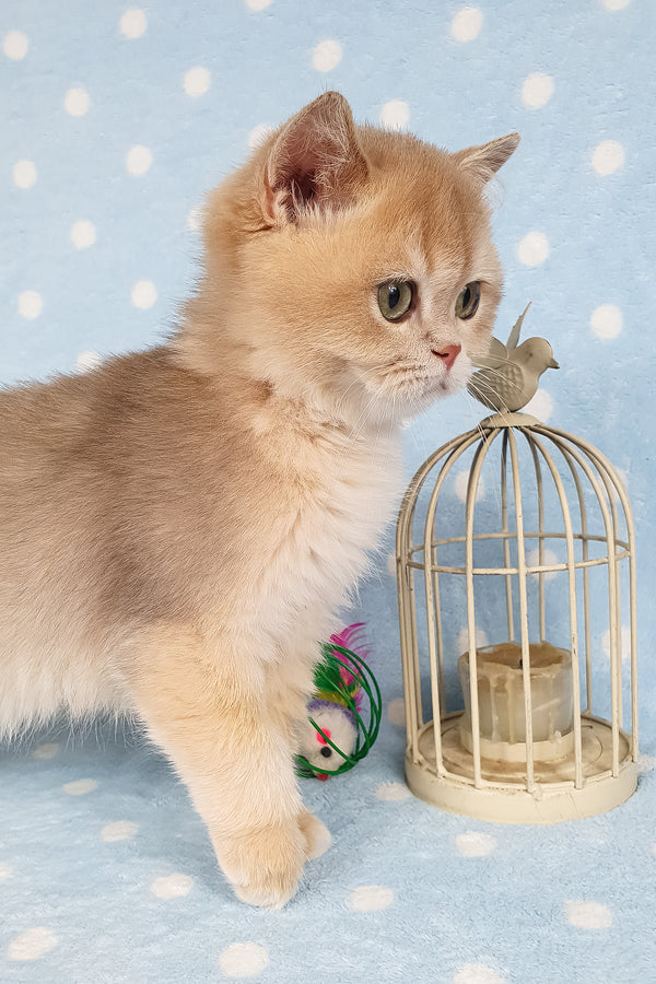 Rick | British Shorthair Kitten