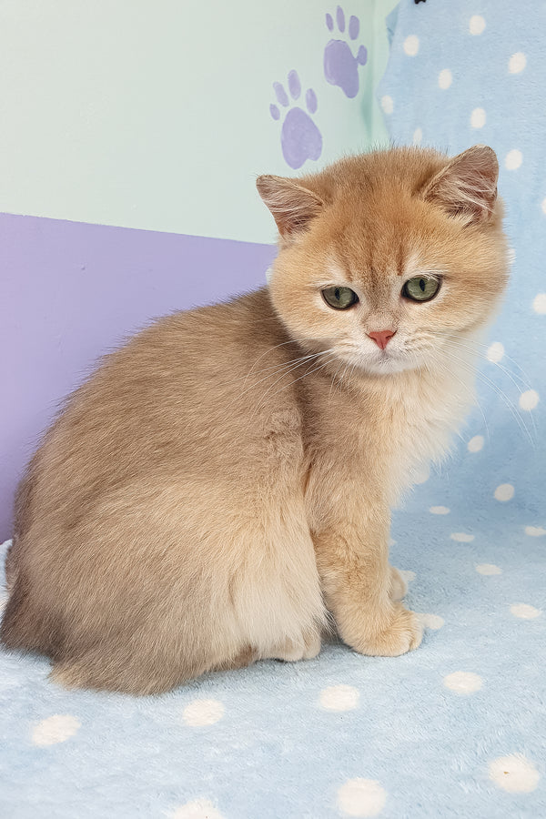 Rick | British Shorthair Kitten