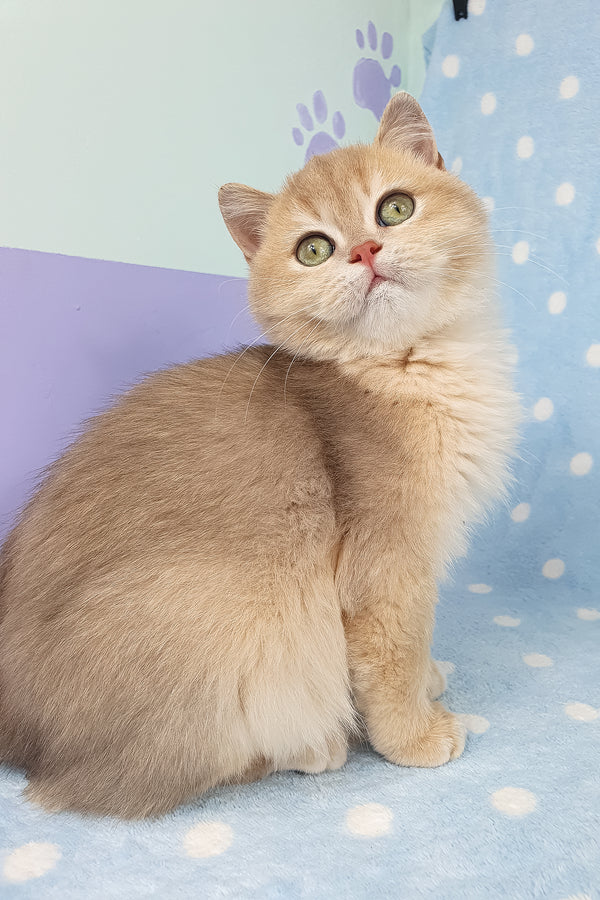 Rick | British Shorthair Kitten
