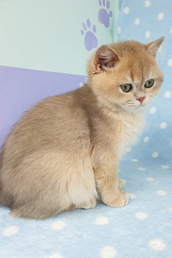 Rick | British Shorthair Kitten