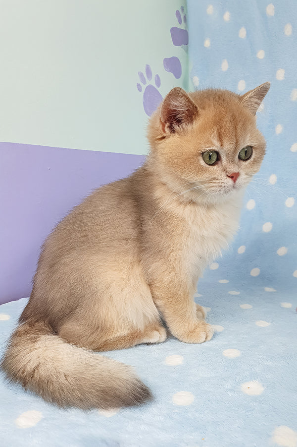 Rick | British Shorthair Kitten