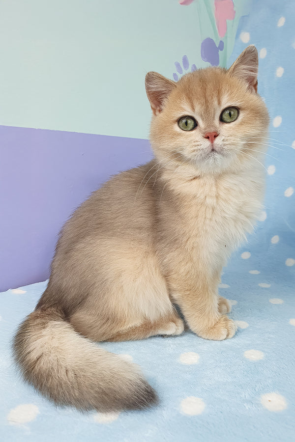 Rick | British Shorthair Kitten