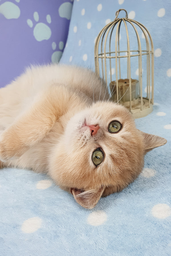 Rick | British Shorthair Kitten