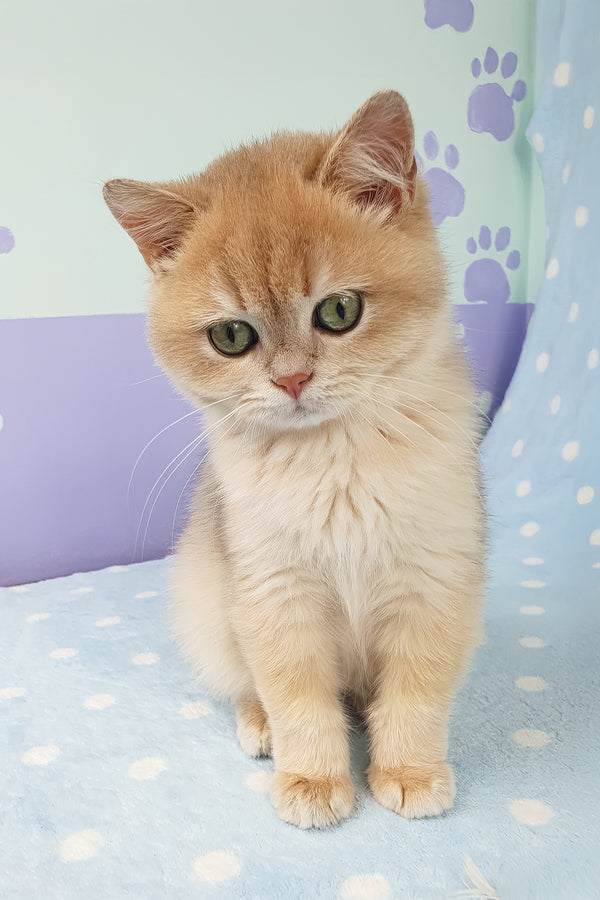 Rick | British Shorthair Kitten
