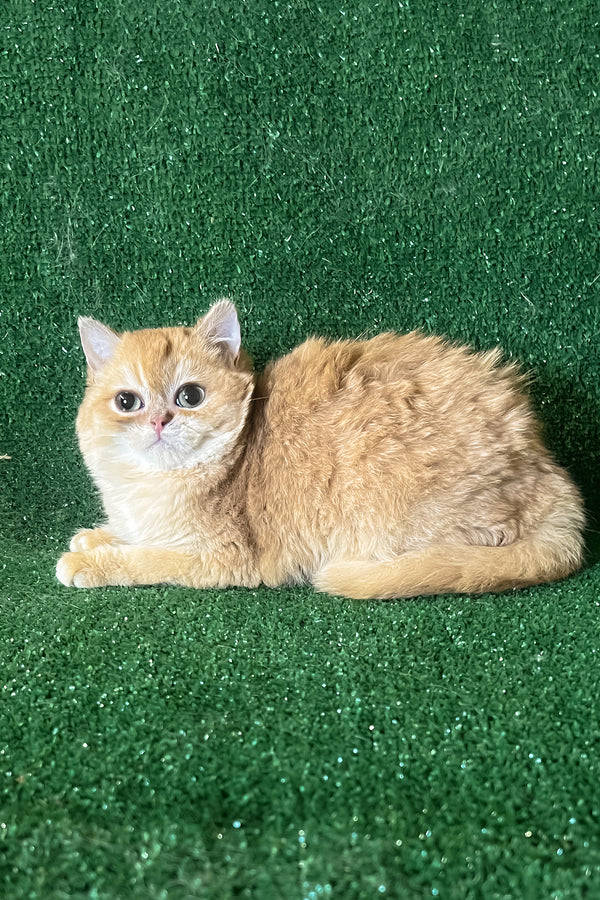 Rаmira | British Shorthair Kitten