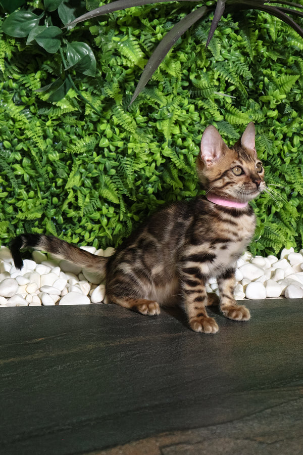 Rachel | Bengal Kitten