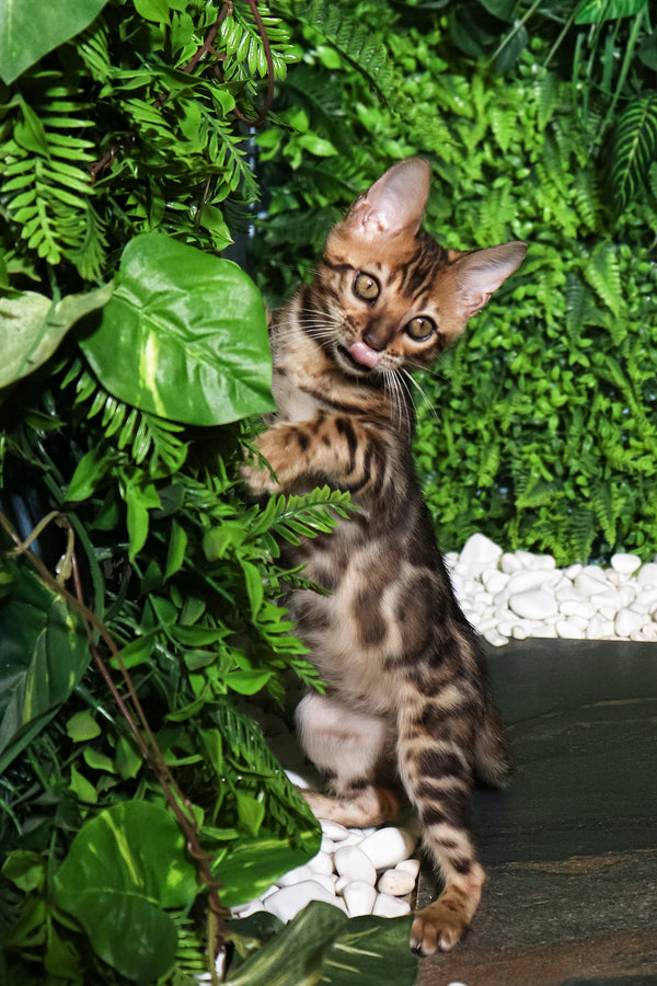 Rachel | Bengal Kitten