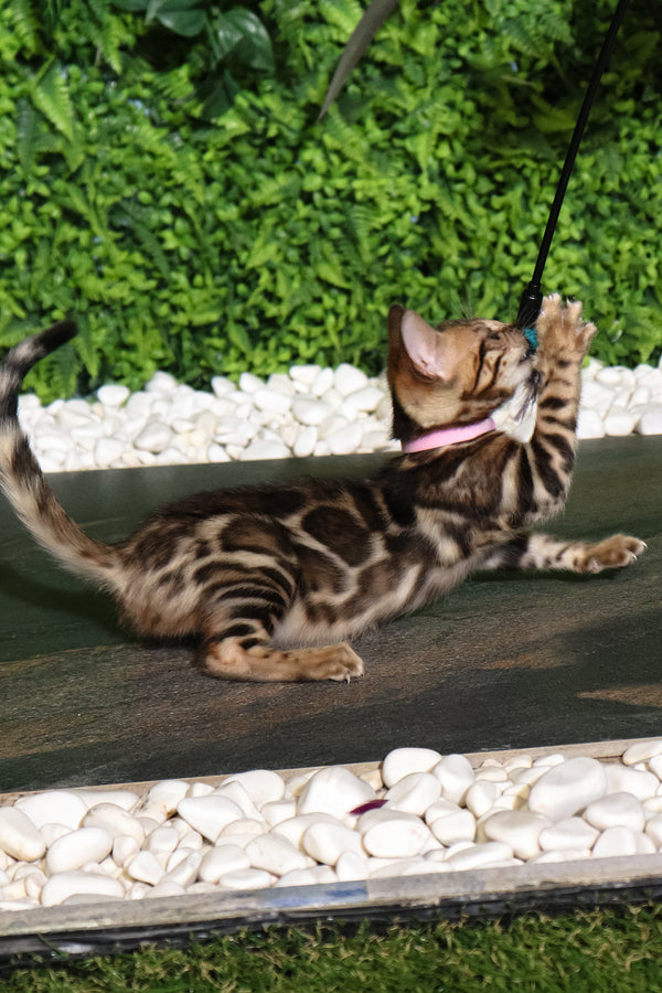 Rachel | Bengal Kitten