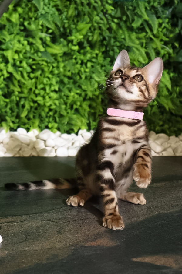 Rachel | Bengal Kitten