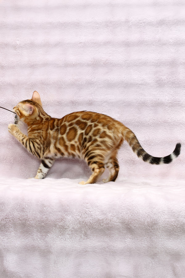 Rada | Bengal Kitten