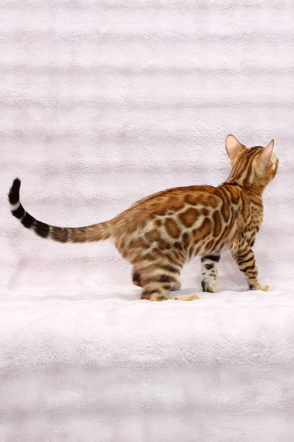 Rada | Bengal Kitten