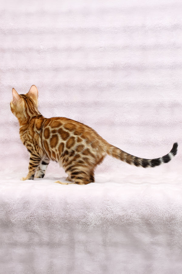 Rada | Bengal Kitten