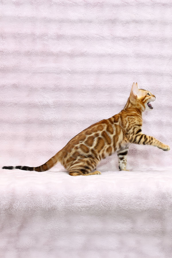 Rada | Bengal Kitten