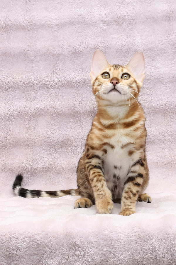 Rada | Bengal Kitten