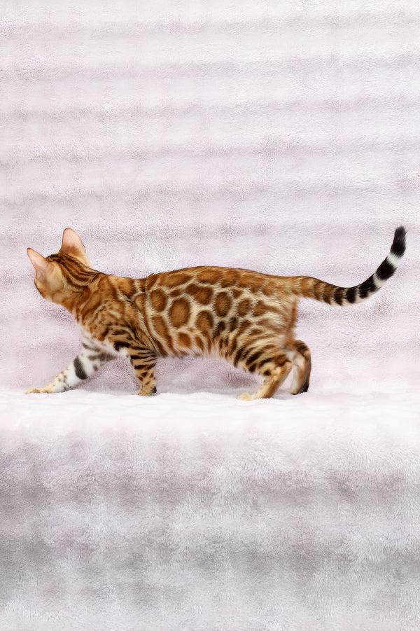 Rada | Bengal Kitten