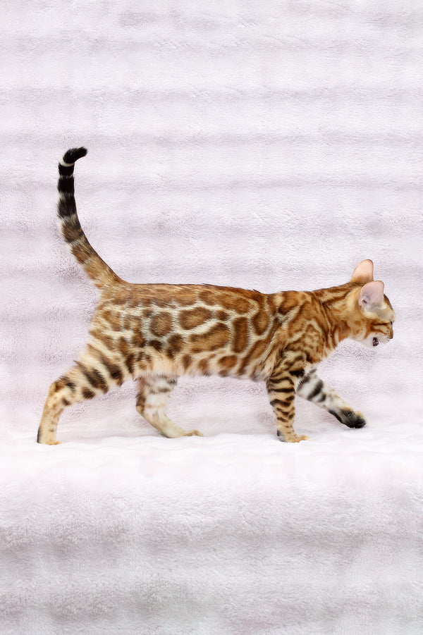 Rada | Bengal Kitten