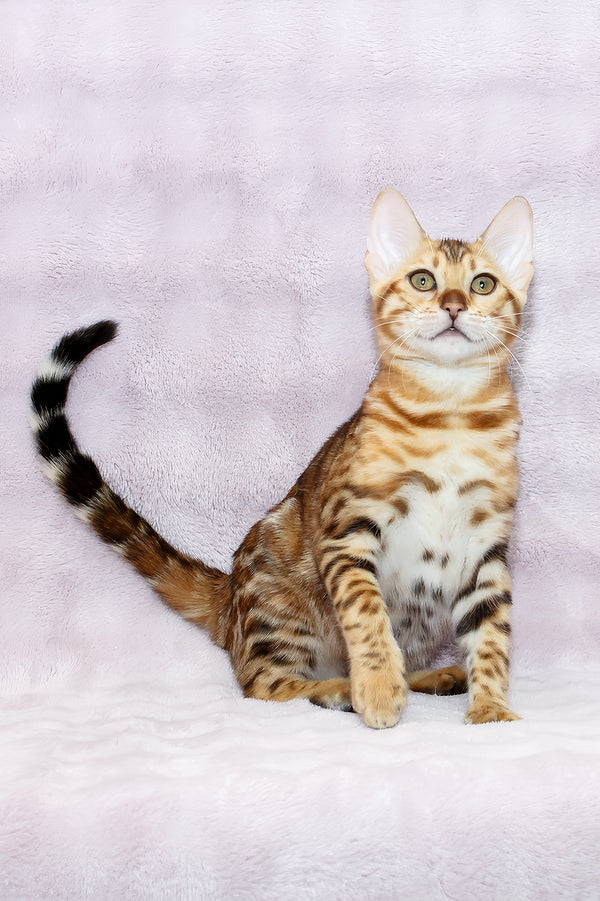 Rada | Bengal Kitten
