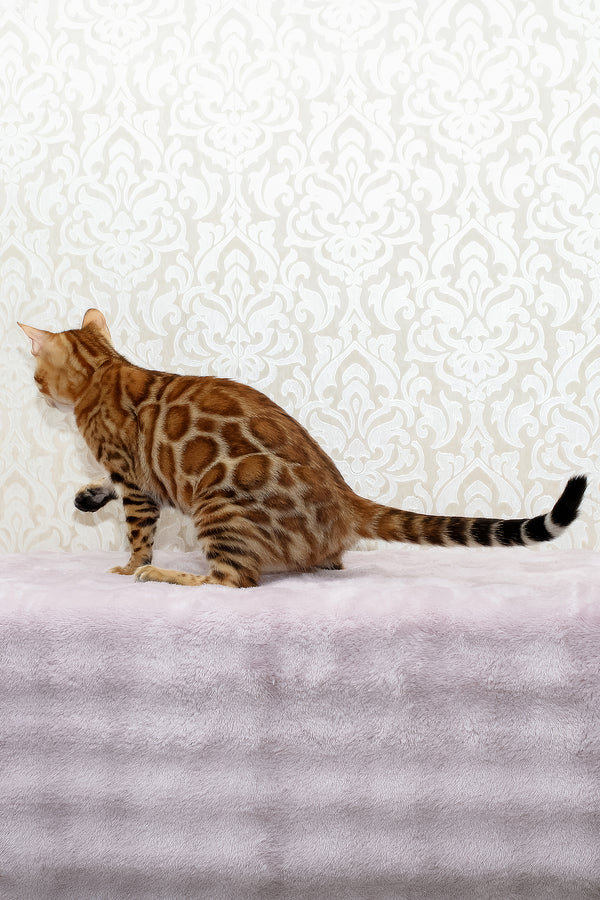 Rada | Bengal Kitten