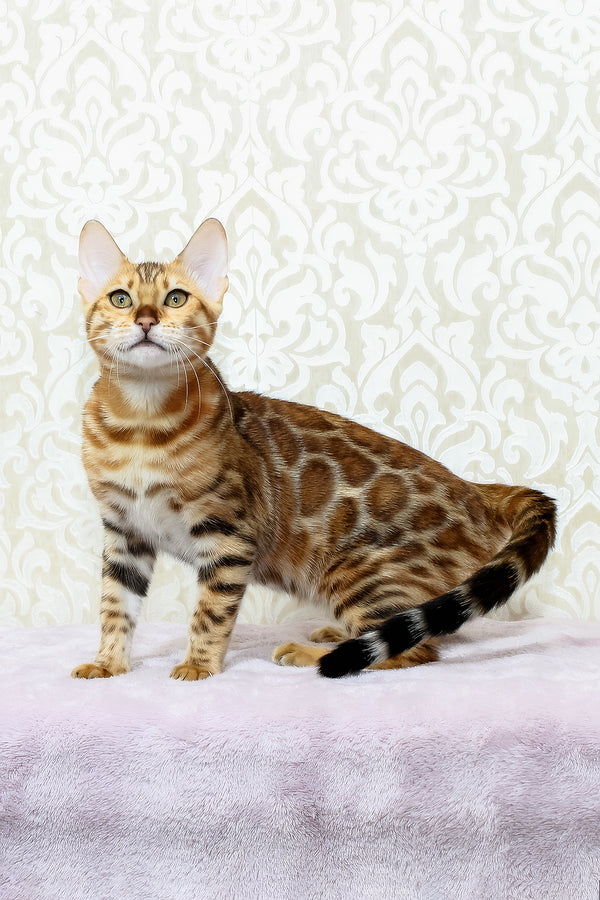 Rada | Bengal Kitten