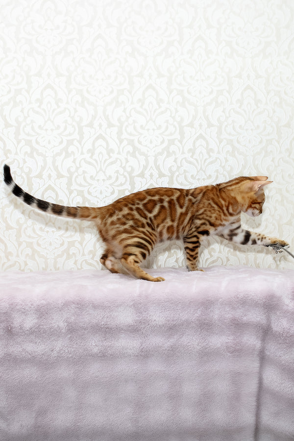Rada | Bengal Kitten