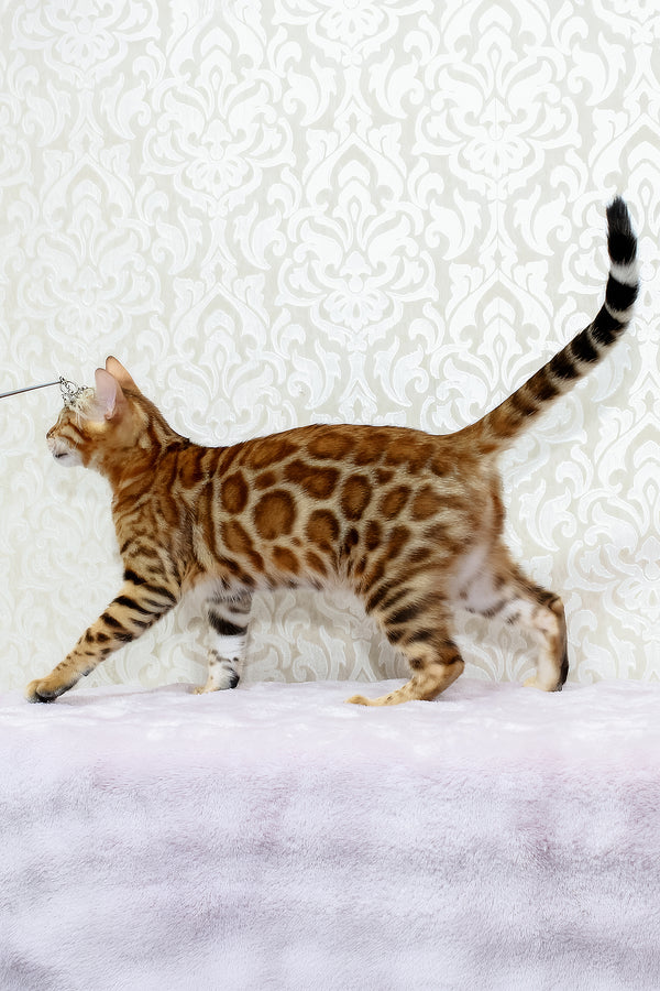 Rada | Bengal Kitten