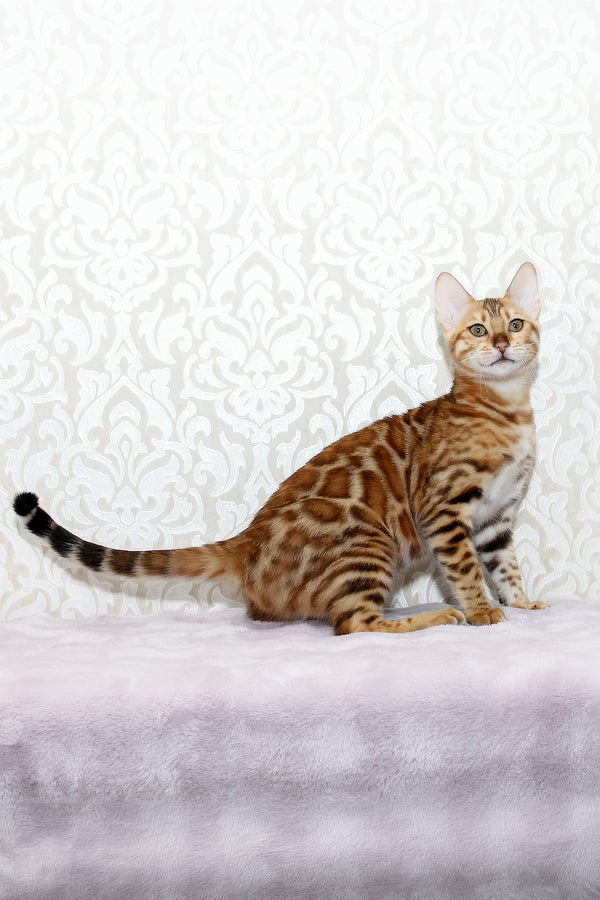 Rada | Bengal Kitten