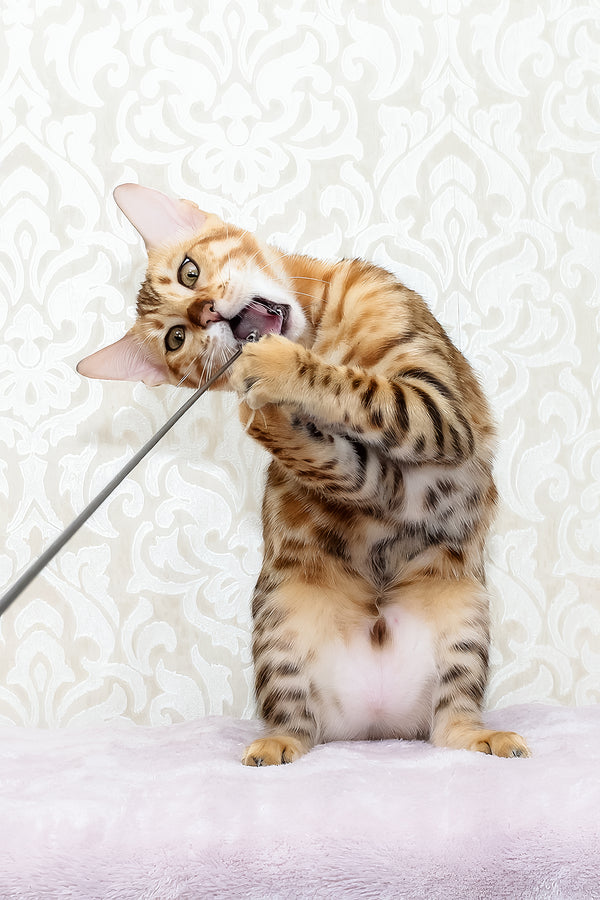 Rada | Bengal Kitten