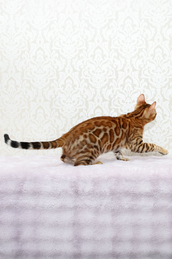 Rada | Bengal Kitten