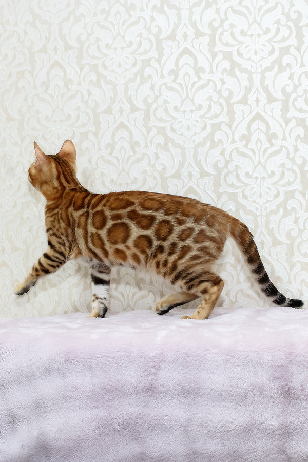 Rada | Bengal Kitten