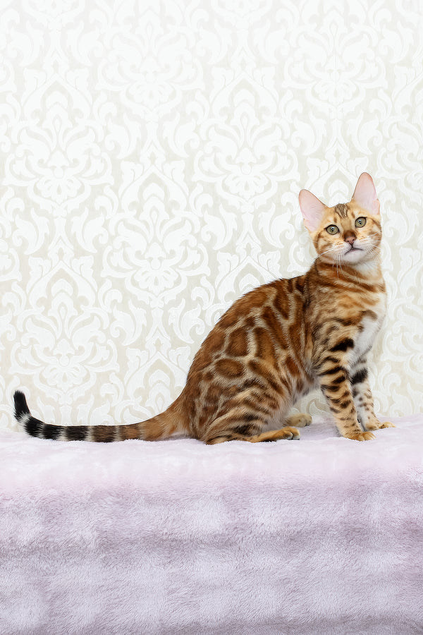 Rada | Bengal Kitten