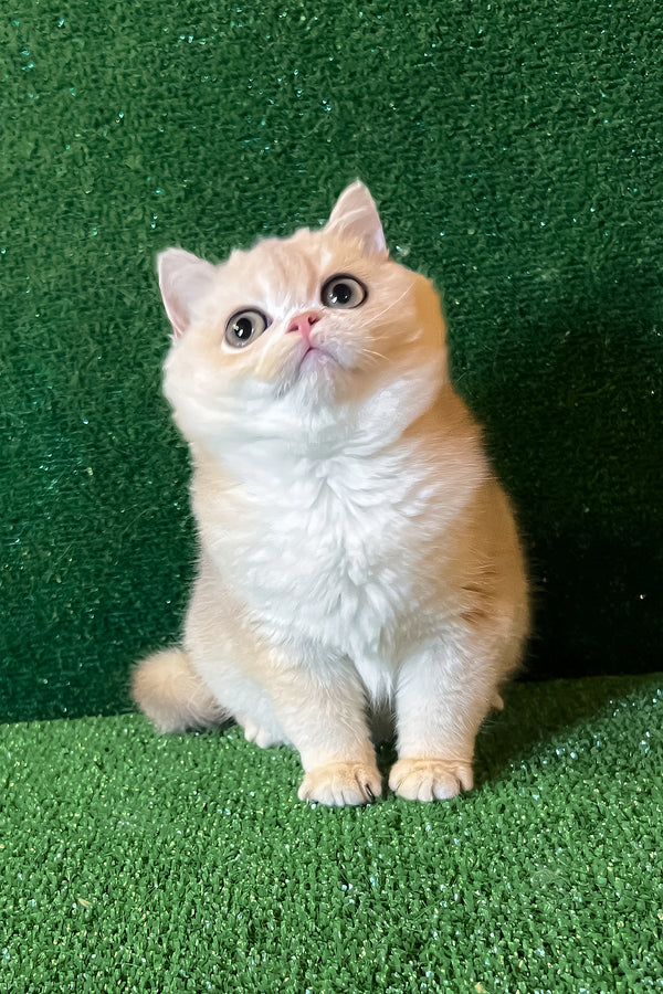 Radomir | British Shorthair Kitten