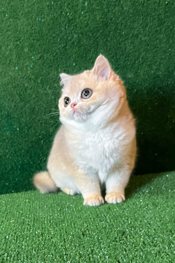 Radomir | British Shorthair Kitten