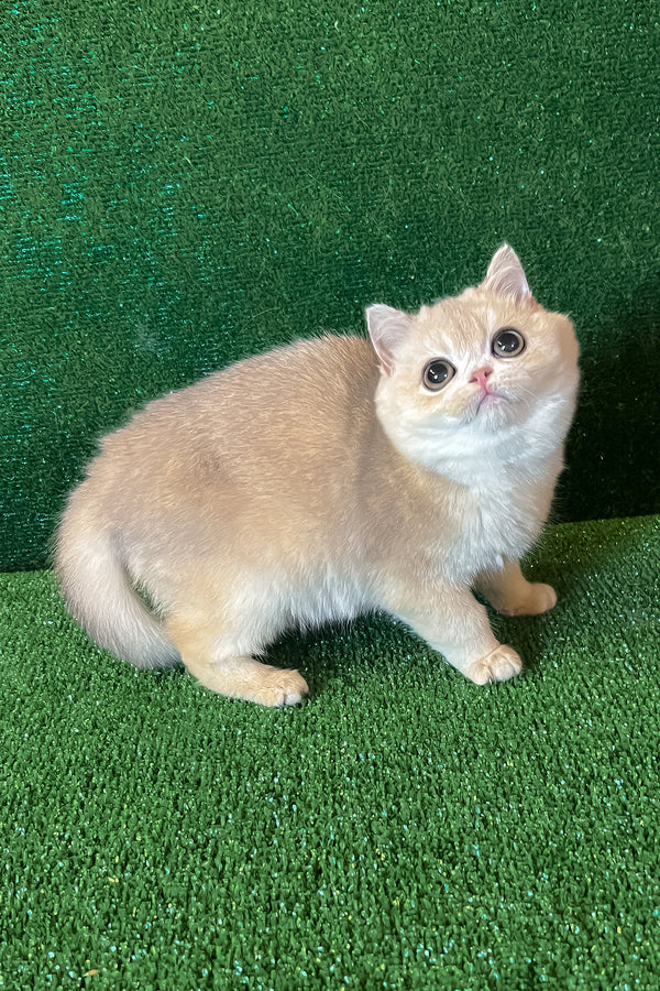 Radomir | British Shorthair Kitten
