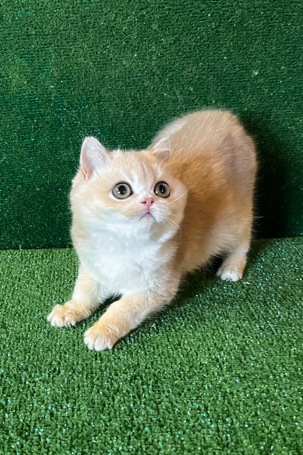 Radomir | British Shorthair Kitten