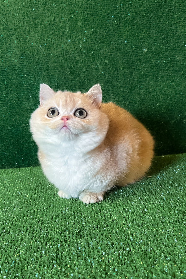 Radomir | British Shorthair Kitten