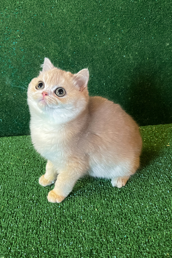 Radomir | British Shorthair Kitten
